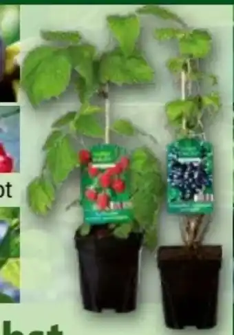 Norma Finest Garden Spalierobst Angebot