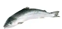 Transgourmet Lachs Angebot