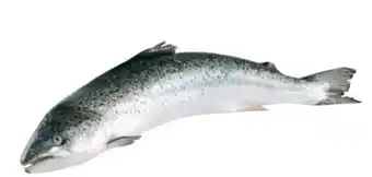 Transgourmet Lachs Angebot