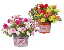 Lidl Calibrachoa Mix verschiedene Blütenfarben Lidl Angebot