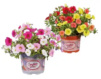 Lidl Calibrachoa Mix verschiedene Blütenfarben Lidl Angebot