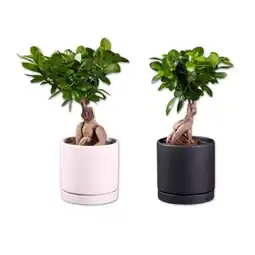 Lidl Ficus Ginseng in Keramik Lidl Angebot