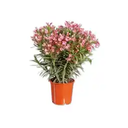 Lidl Oleander XL versch. Blütenfarben Lidl Angebot