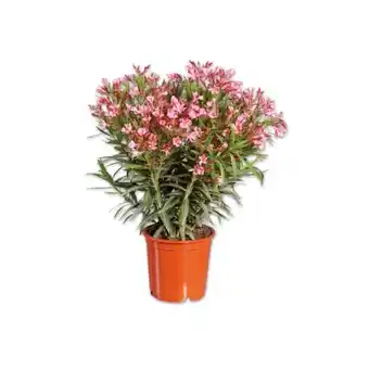 Lidl Oleander XL versch. Blütenfarben Lidl Angebot
