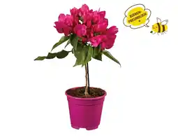 Lidl Bougainvillea Stamm Lidl Angebot