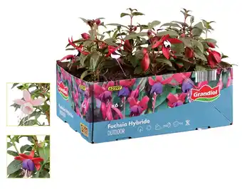 Lidl Fuchsien Verschiedene Blütenfarben Lidl Angebot