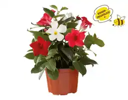 Lidl Dipladenia Trio Lidl Angebot