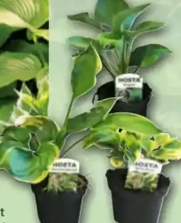 Norma Funkie Hosta Angebot