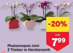 MPreis Phalaenopsis mini Angebot