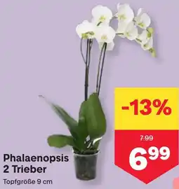 MPreis Phalaenopsis Angebot