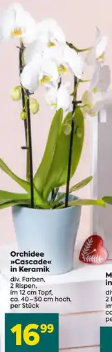 Billa Orchidee Cascade Angebot