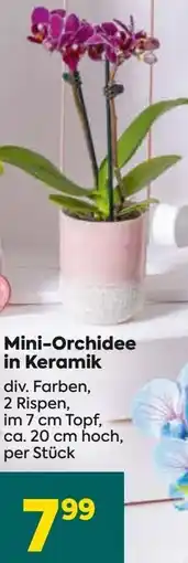 Billa Mini-Orchidee Angebot