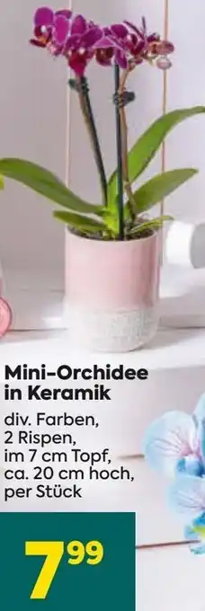 Billa Mini-Orchidee Angebot