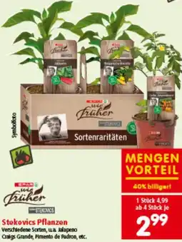 Interspar Stekovics Pflanzen Angebot