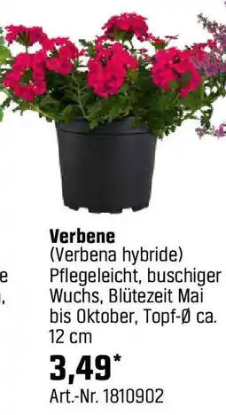 OBI Verbene Angebot