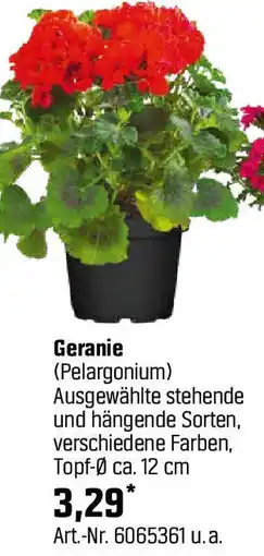 OBI Geranie Angebot