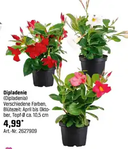 OBI Dipladenie Angebot