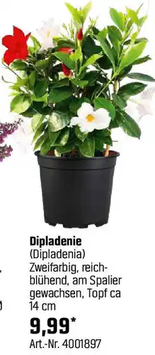 OBI Dipladenie Angebot