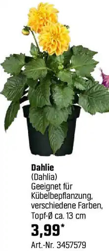 OBI Dahlie Angebot