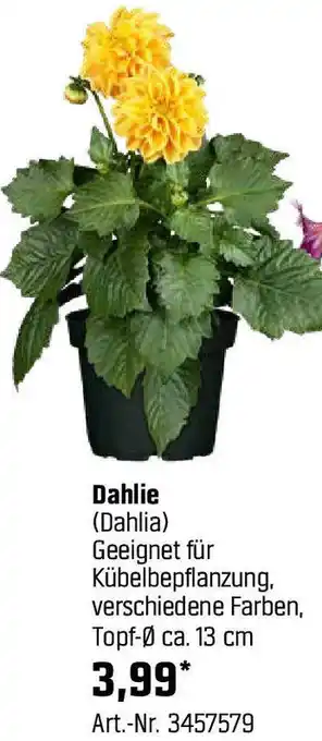 OBI Dahlie Angebot