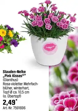 OBI Stauden-Nelke Pink Kisses Angebot