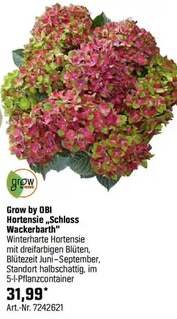 OBI Hortensie Schloss Wackerbarth Angebot