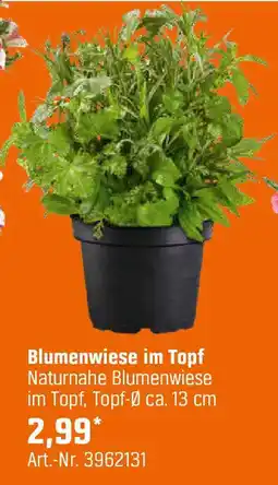 OBI Blumenwiese Angebot