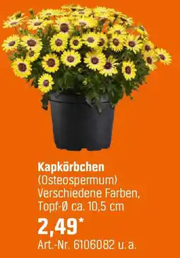 OBI Kapkörbchen Angebot