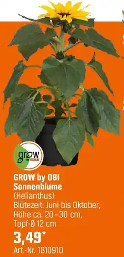 OBI Sonnenblume Angebot
