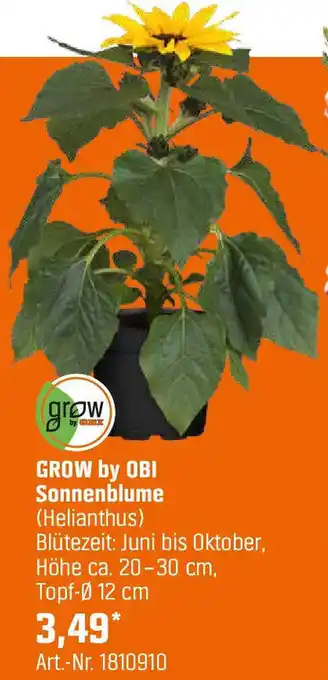 OBI Sonnenblume Angebot