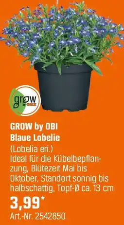 OBI Blaue Lobelie Angebot