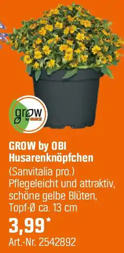 OBI Husarenknöpfchen Angebot