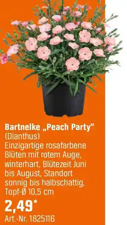 OBI Bartnelke Peach Party Angebot