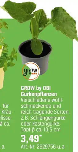 OBI Gurkenpflanzen Angebot