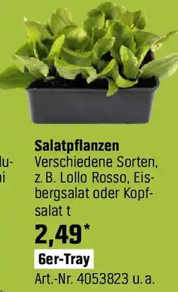 OBI Salatpflanzen Angebot