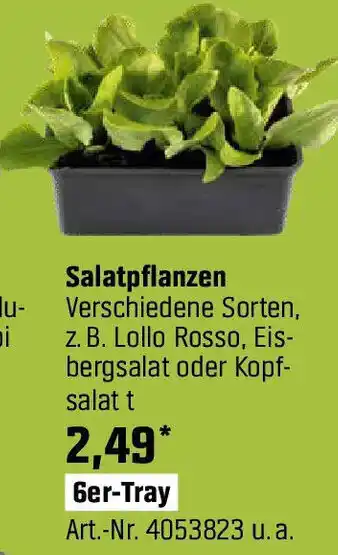 OBI Salatpflanzen Angebot