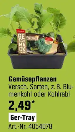 OBI Gemüsepflanzen Angebot