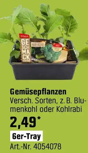 OBI Gemüsepflanzen Angebot