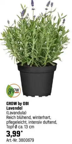 OBI Lavendel Angebot