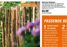 OBI Naturzaun Haselnuss Angebot