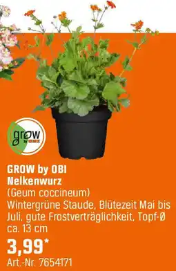 OBI Nelkenwurz Angebot