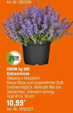 OBI Katzenminze Angebot
