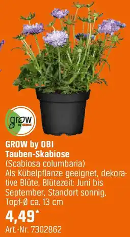 OBI Tauben-Skabiose Angebot