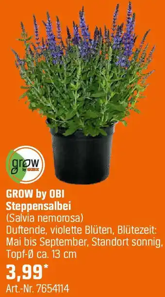 OBI Steppensalbei Angebot