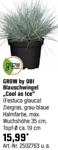 OBI Blauschwingel Cool as Ice Angebot