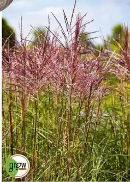 OBI Chinaschilf Red Chief Angebot