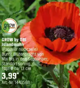 OBI Islandmohn Angebot