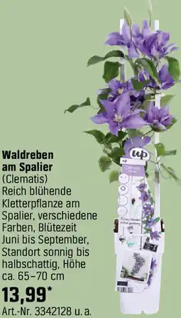 OBI Waldreben am Spalier Angebot