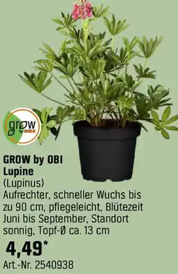 OBI Lupine Angebot