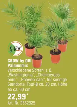 OBI Palmenmix Angebot